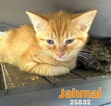 Photo of Jahmai