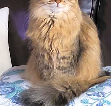 Photo of Hermione