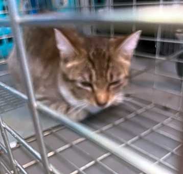 Photo of MewMew