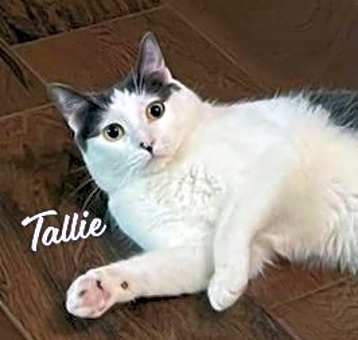 Photo of Tallie #Holstein-cat