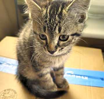 Photo of Puffball