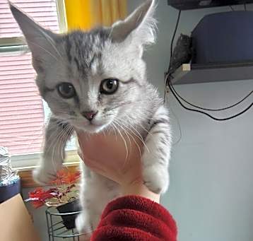 Photo of Silver Kitty