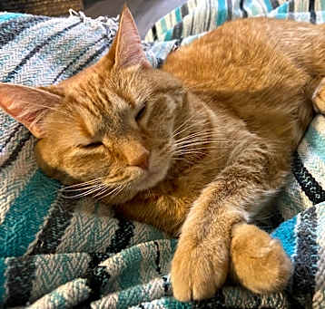 Photo of Sparkie