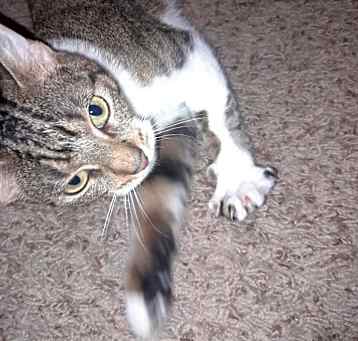 Photo of Luna