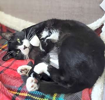 Photo of Chickpea