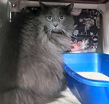 Photo of Smokey