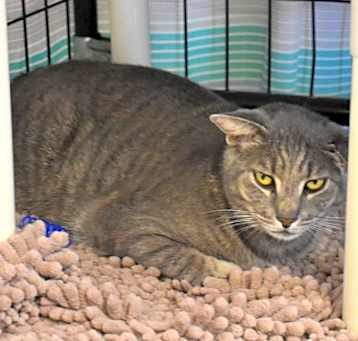 Photo of Stray *Clover*/Jefferson St W/