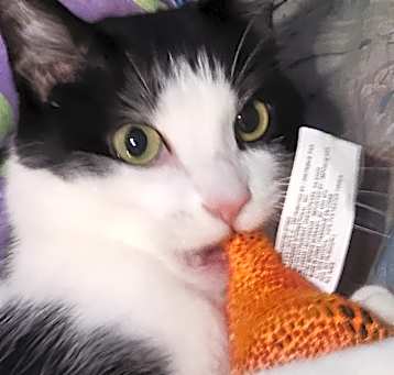 Photo of Felix
