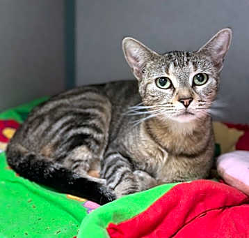 Photo of Pippi