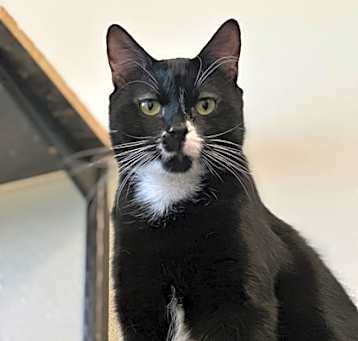 Photo of Socks