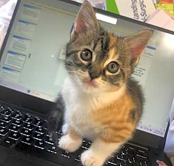 Photo of Mouse