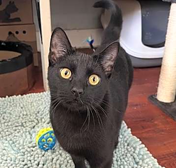 Photo of Bagheera