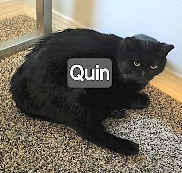 Photo of Quin