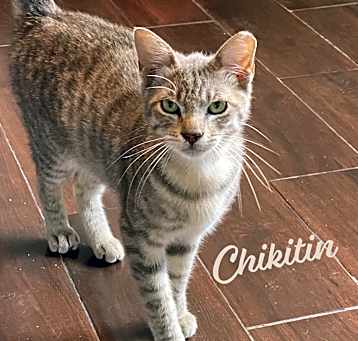 Photo of Chikitin #little-dearie