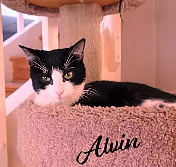 Photo of Alvin #lap-hugger