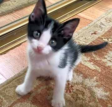 Photo of Poppy