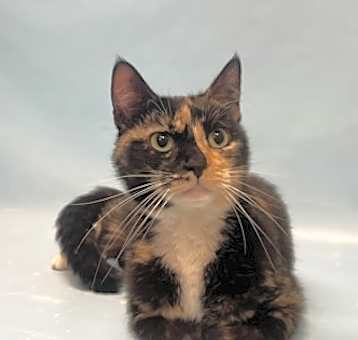Photo of Lola