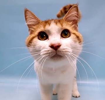 Photo of Perseus