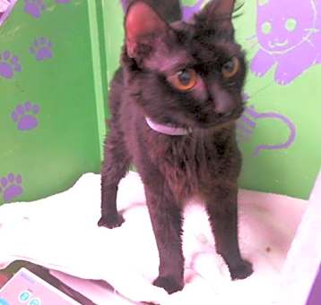 Photo of MIDNIGHT