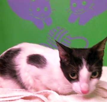 Photo of IVORY
