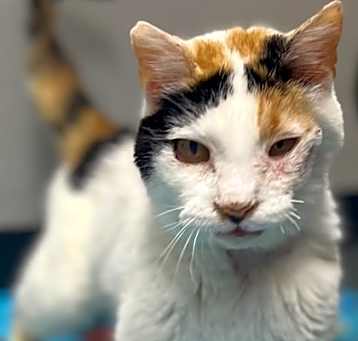 Photo of Cranberry