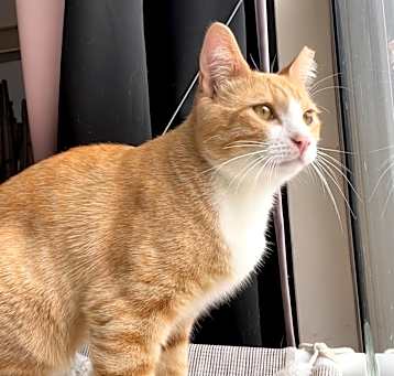 Photo of Koda 
