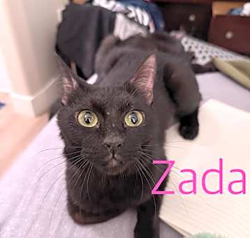 Photo of Zada