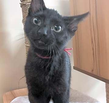 Photo of Kiki-Jiki