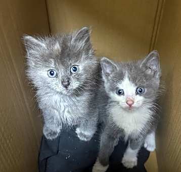 Photo of Khalessi and Jon Snow