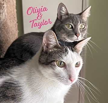 Photo of Taylor and Olivia #bonded-sisters
