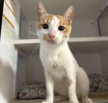 Photo of Ember