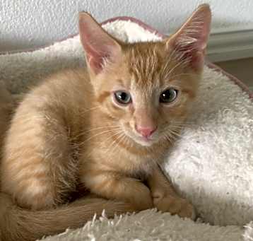 Photo of Edward Cullen