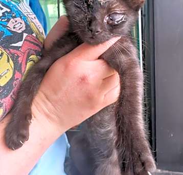 Photo of Thackery Binx
