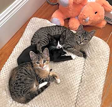 Photo of Eleanor - Little Kitten A