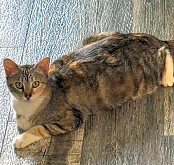 Photo of Pomagranate
