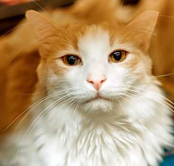 Photo of Whiskey