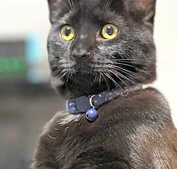 Photo of Milo