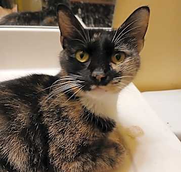 Photo of Dottie