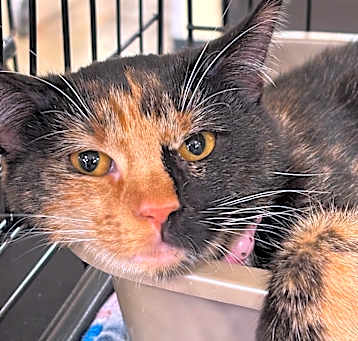 Photo of Frannie (Francesca)