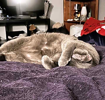 Photo of Shadow