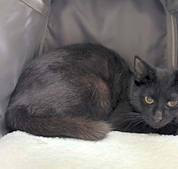 Photo of Kitty