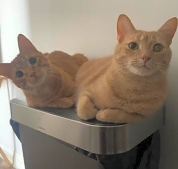 Photo of Theo and Kyo (bonded siblings)