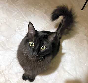 Photo of Nugget
