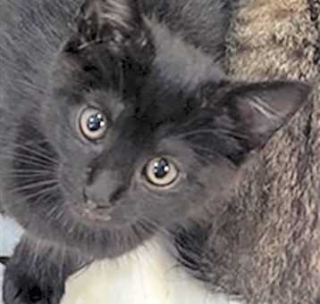 Photo of BENTLEY