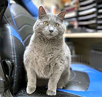 Photo of Buttercup #2