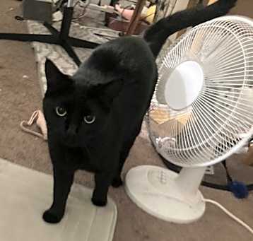 Photo of Pumpkin