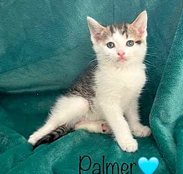 Photo of Palmer