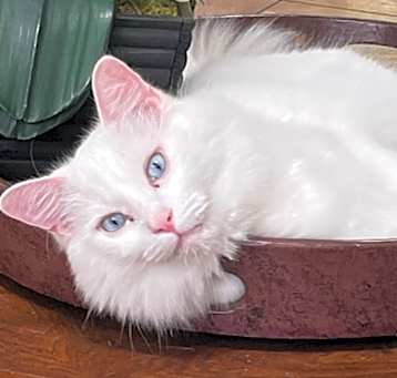 Photo of Blue