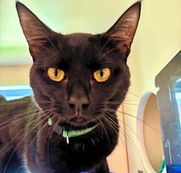 Photo of Pepper