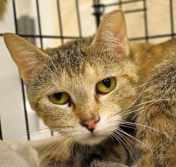 Photo of Bluebell